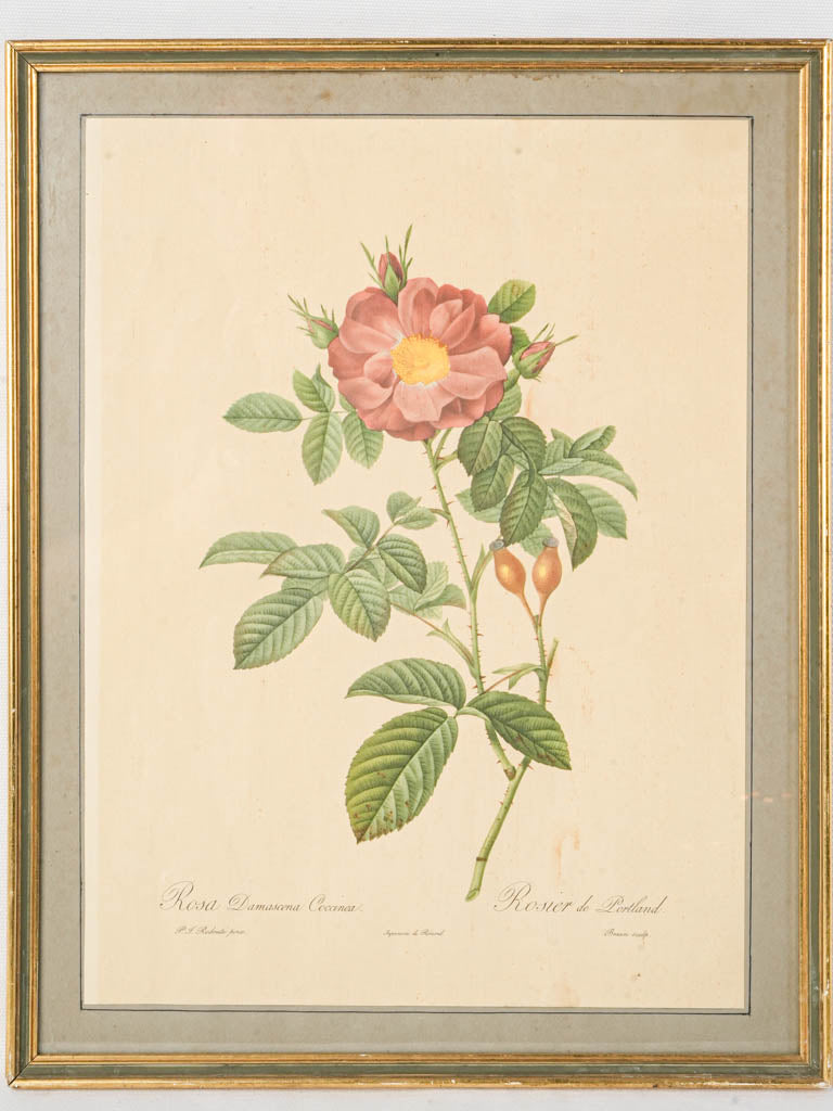 19th-Century Redouté Botanical Engraving  - 18½" x 14½"
