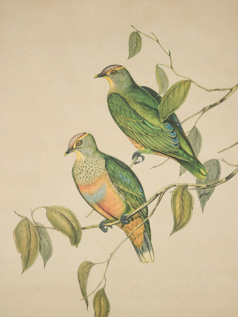 Elegant gilt-framed ornithological pieces
