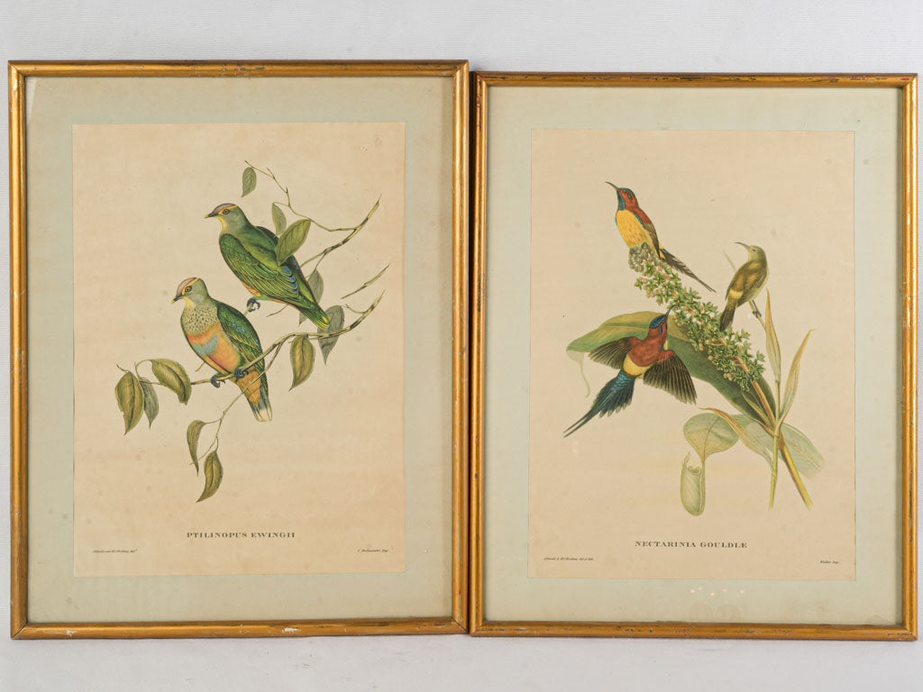 Detailed colorful Gould bird illustrations