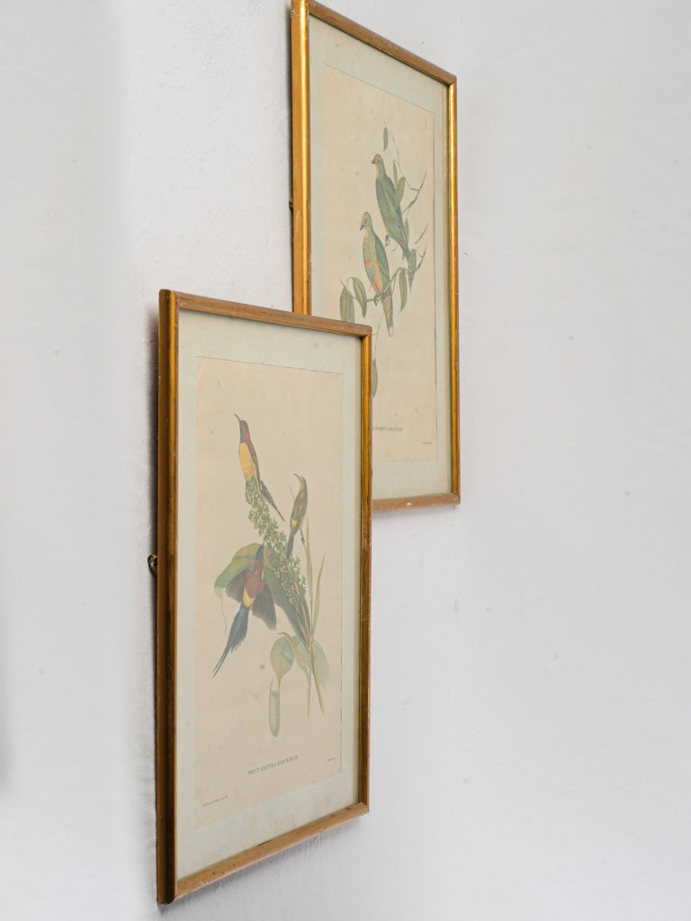 Authentic Victorian natural history prints