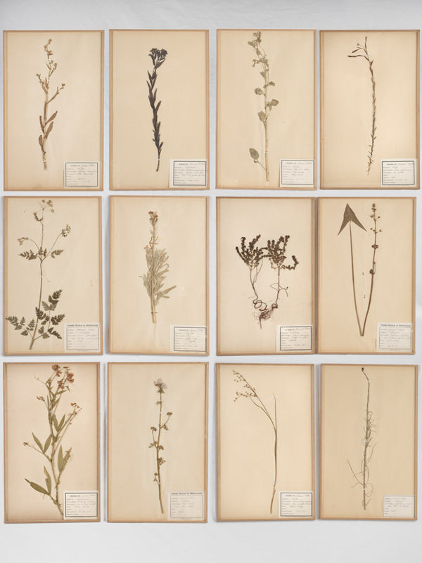 Antique French herbarium botanical collection