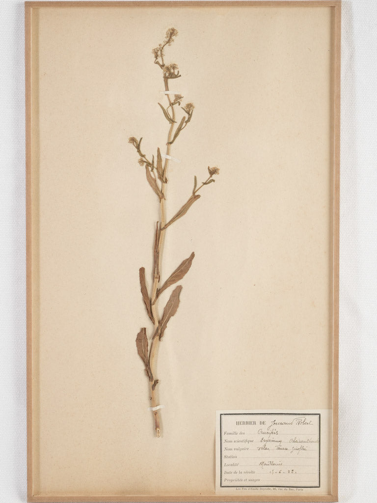 Vintage framed French botanical herbariums