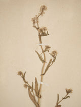 Aged botanical herbariums with vintage frames