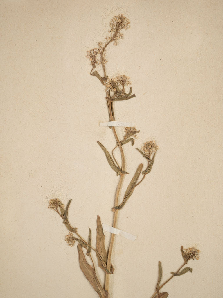 Aged botanical herbariums with vintage frames