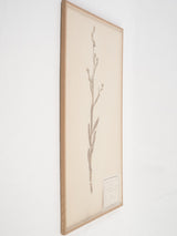 Classic French preserved herbarium collection
