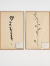 Distinguished antique French herbarium specimens
