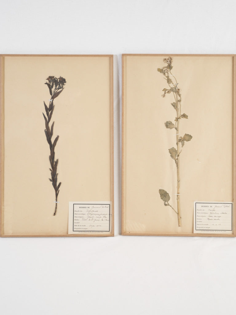 Distinguished antique French herbarium specimens