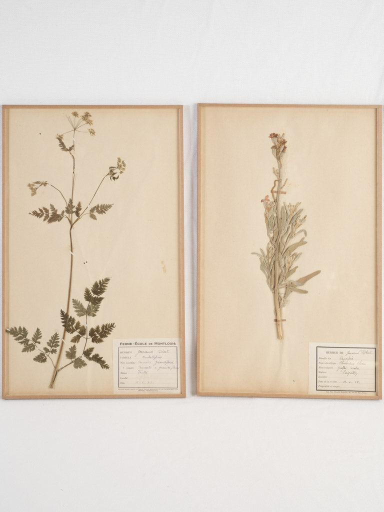 Rare vintage French botanical herbarium collection
