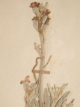 Weathered French antique botanical herbariums