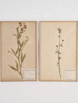 Preserved antique French botanical herbiers