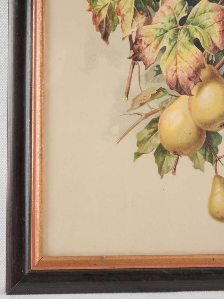 Still life chromolithograph - fruit and corn 26½" x 14½"