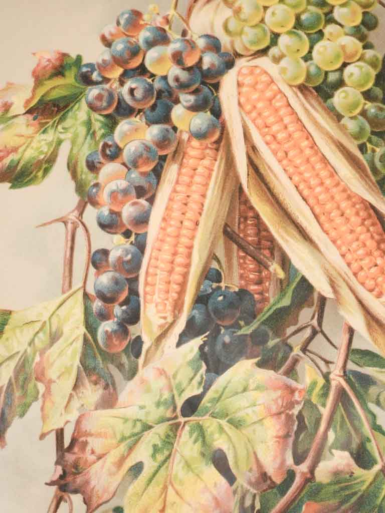 Still life chromolithograph - fruit and corn 26½" x 14½"