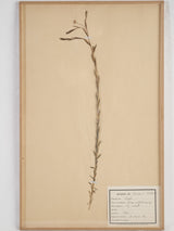 Classic antique French botanical herbarium collection