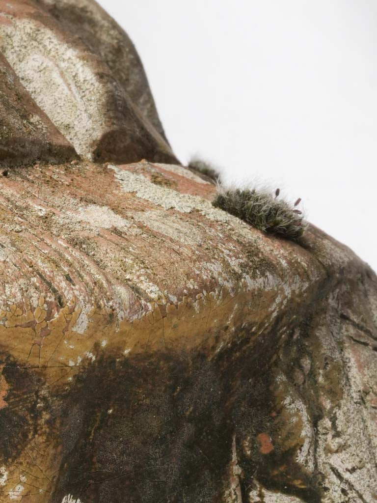 Decorative Terracotta Turtle w/ Beatiful Lichen Patina - 8¼" x 17"