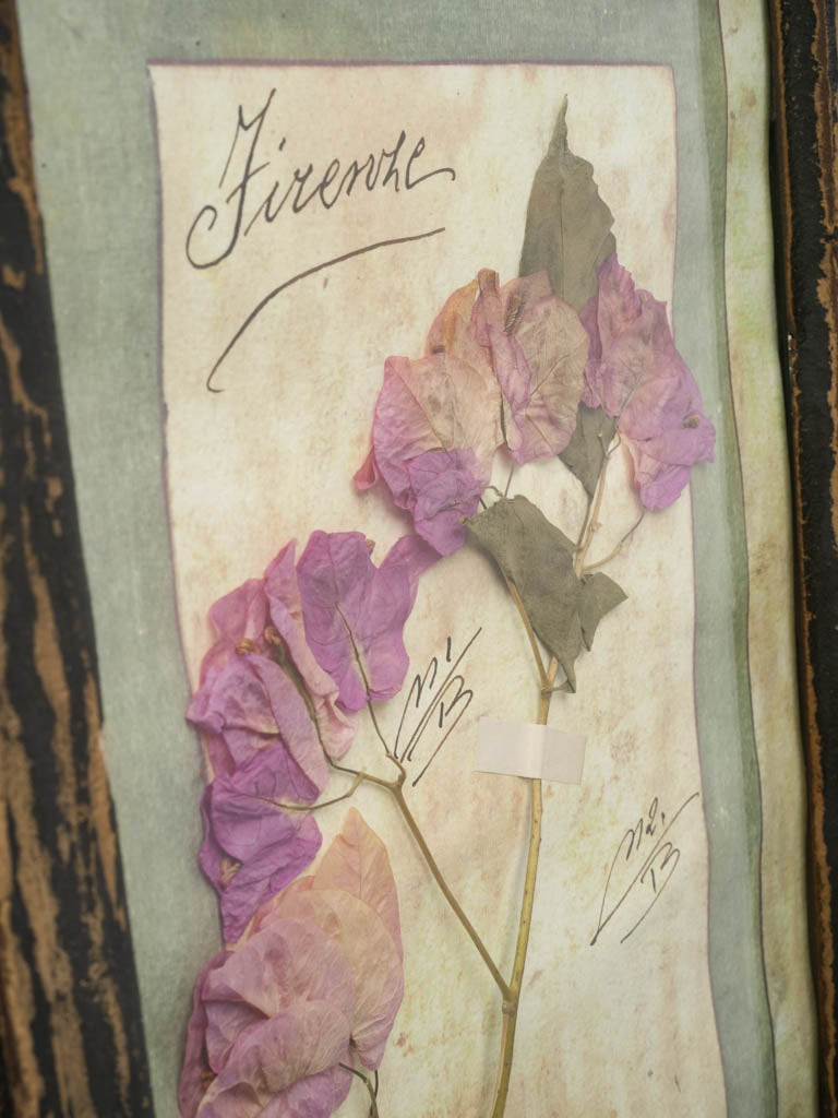 Soft-hued botanical archive piece  