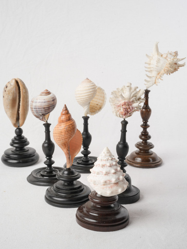 Display of 7 Mounted Seashells on Turned Wood Stands - 11½"