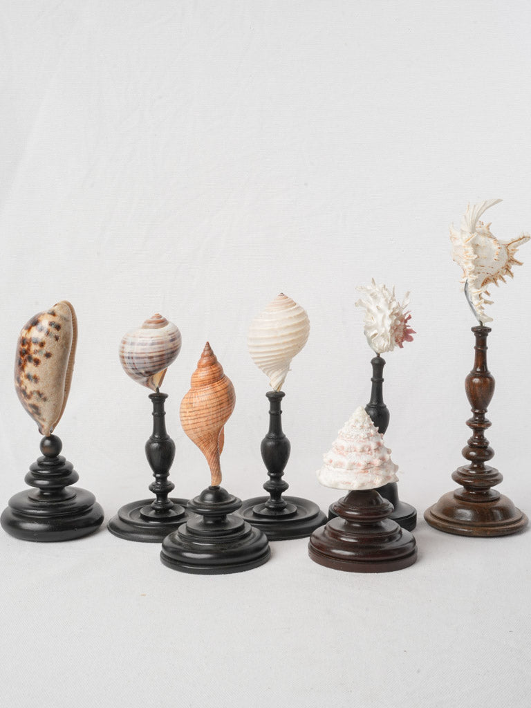 Display of 7 Mounted Seashells on Turned Wood Stands - 11½"