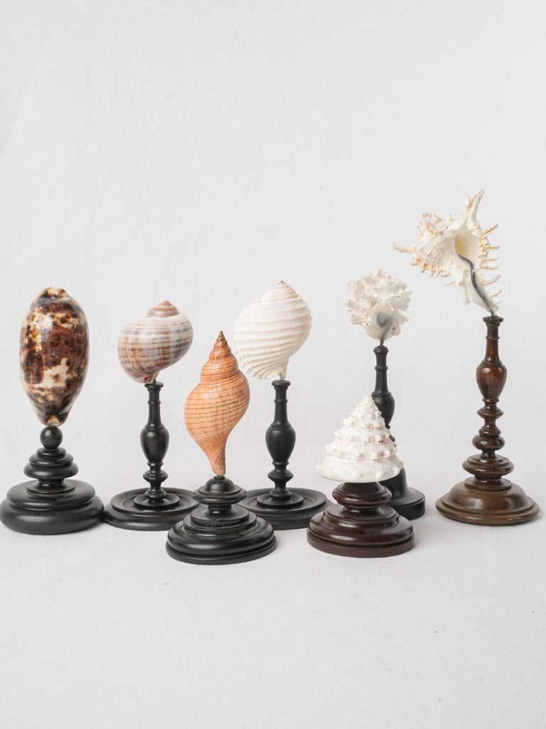 Display of 7 Mounted Seashells on Turned Wood Stands - 11½"