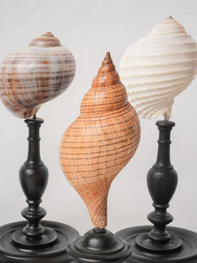 Display of 7 Mounted Seashells on Turned Wood Stands - 11½"