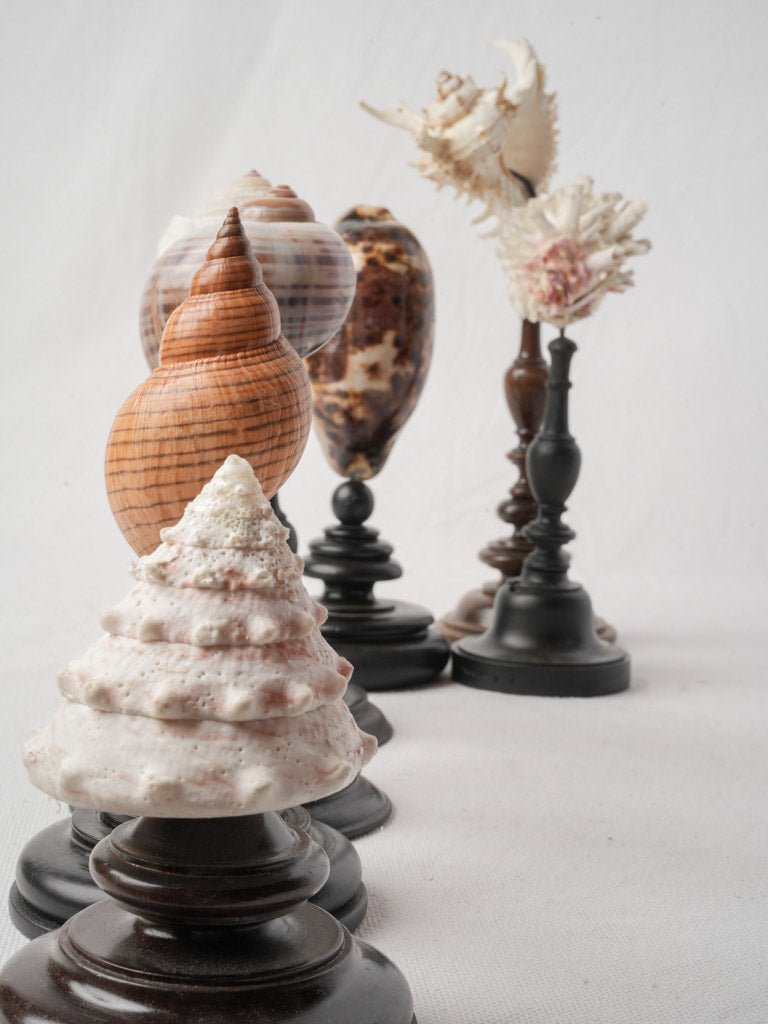 Display of 7 Mounted Seashells on Turned Wood Stands - 11½"