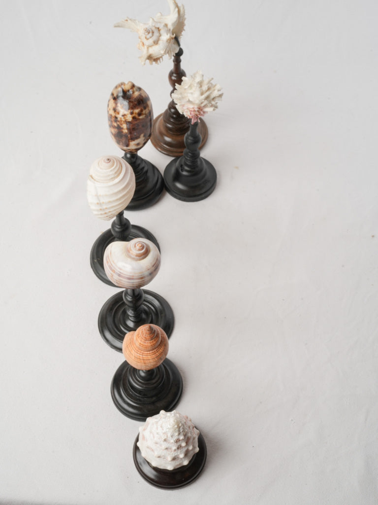 Display of 7 Mounted Seashells on Turned Wood Stands - 11½"