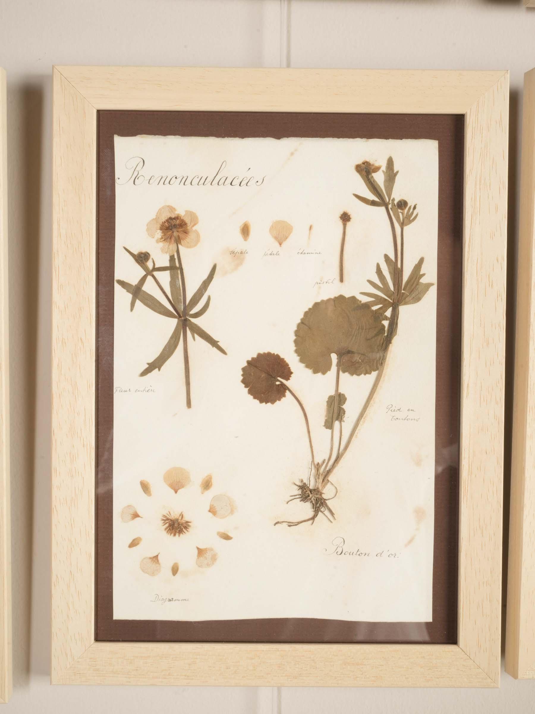 Set of Eight Framed  Botanical Herbarium Studies Inspired by Antique French Herbiers - 11" x 8"