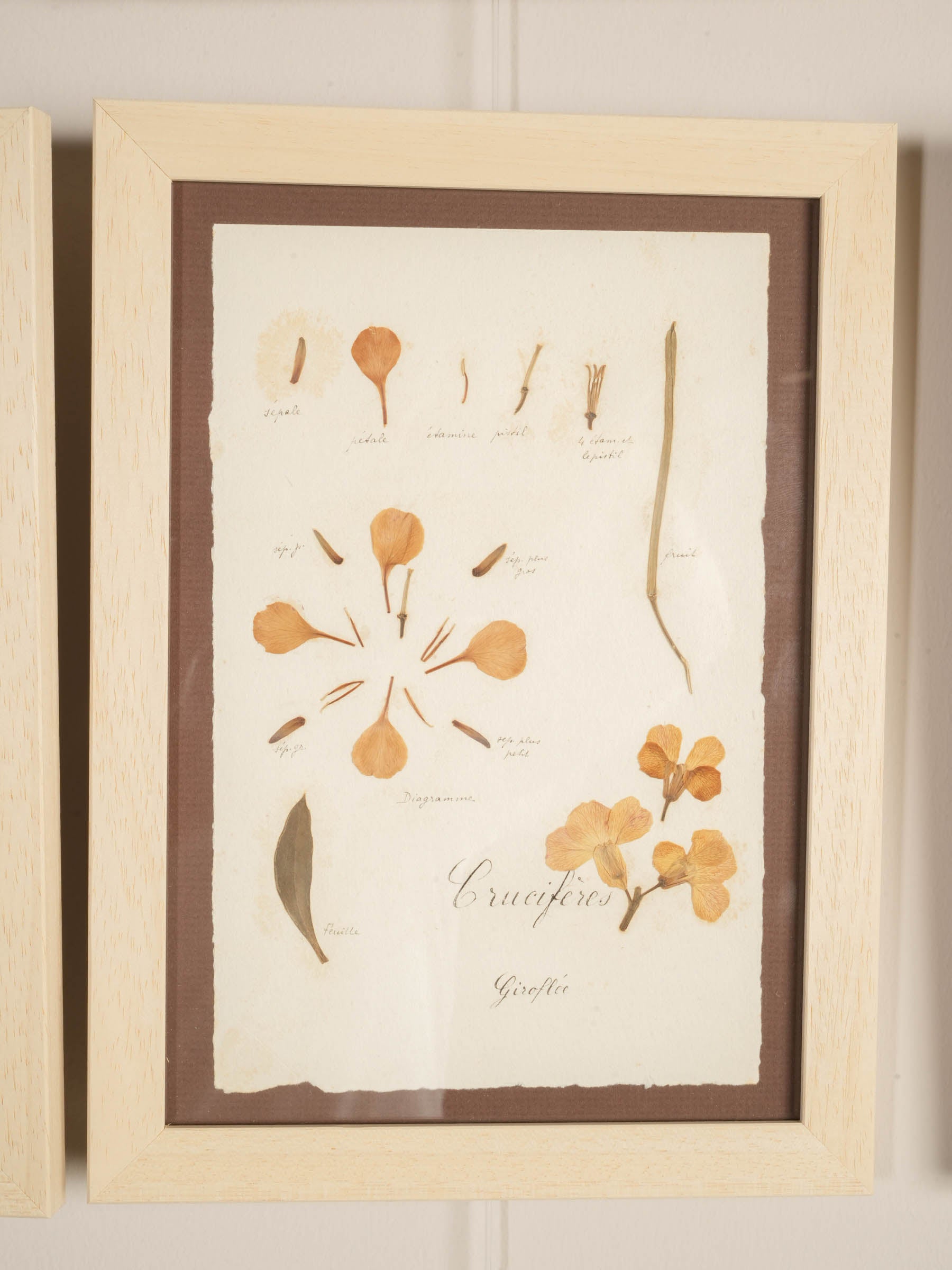 Set of Eight Framed  Botanical Herbarium Studies Inspired by Antique French Herbiers - 11" x 8"