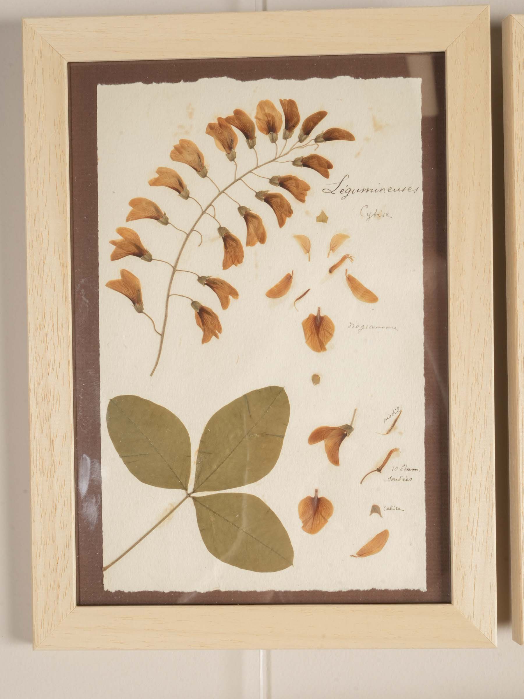 Set of Eight Framed  Botanical Herbarium Studies Inspired by Antique French Herbiers - 11" x 8"