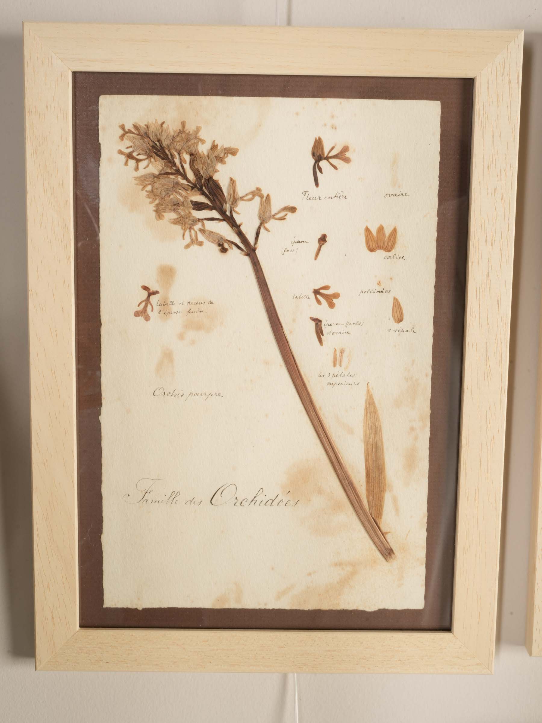 Set of Eight Framed  Botanical Herbarium Studies Inspired by Antique French Herbiers - 11" x 8"