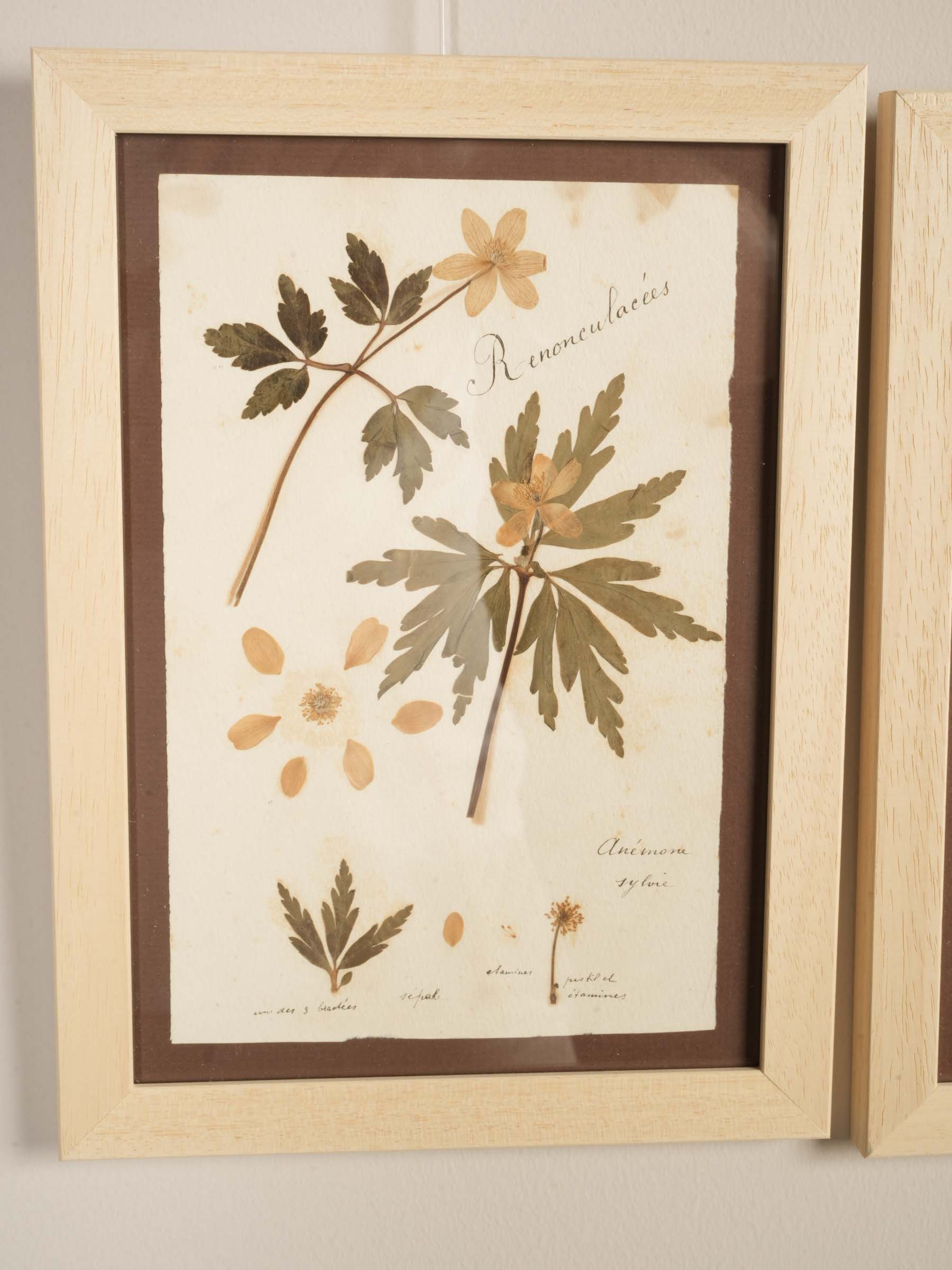 Set of Eight Framed  Botanical Herbarium Studies Inspired by Antique French Herbiers - 11" x 8"