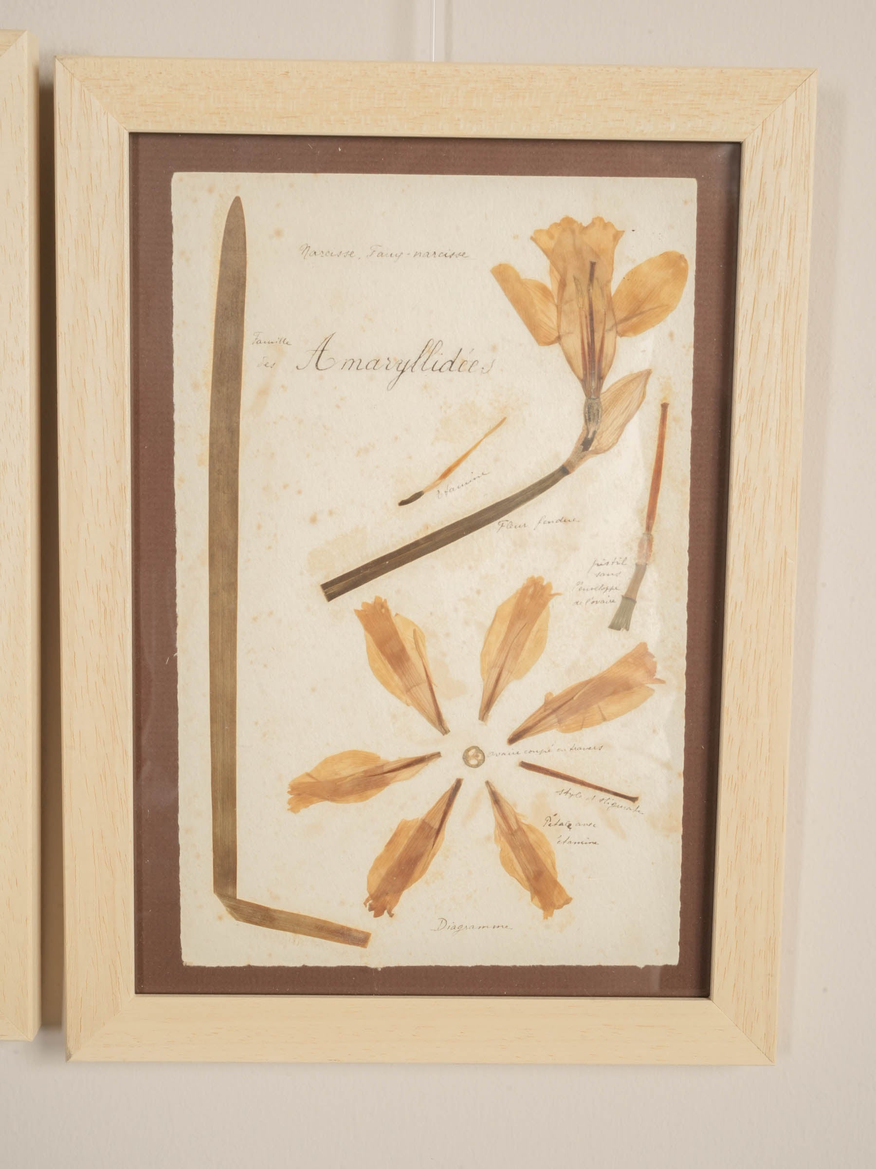 Set of Eight Framed  Botanical Herbarium Studies Inspired by Antique French Herbiers - 11" x 8"