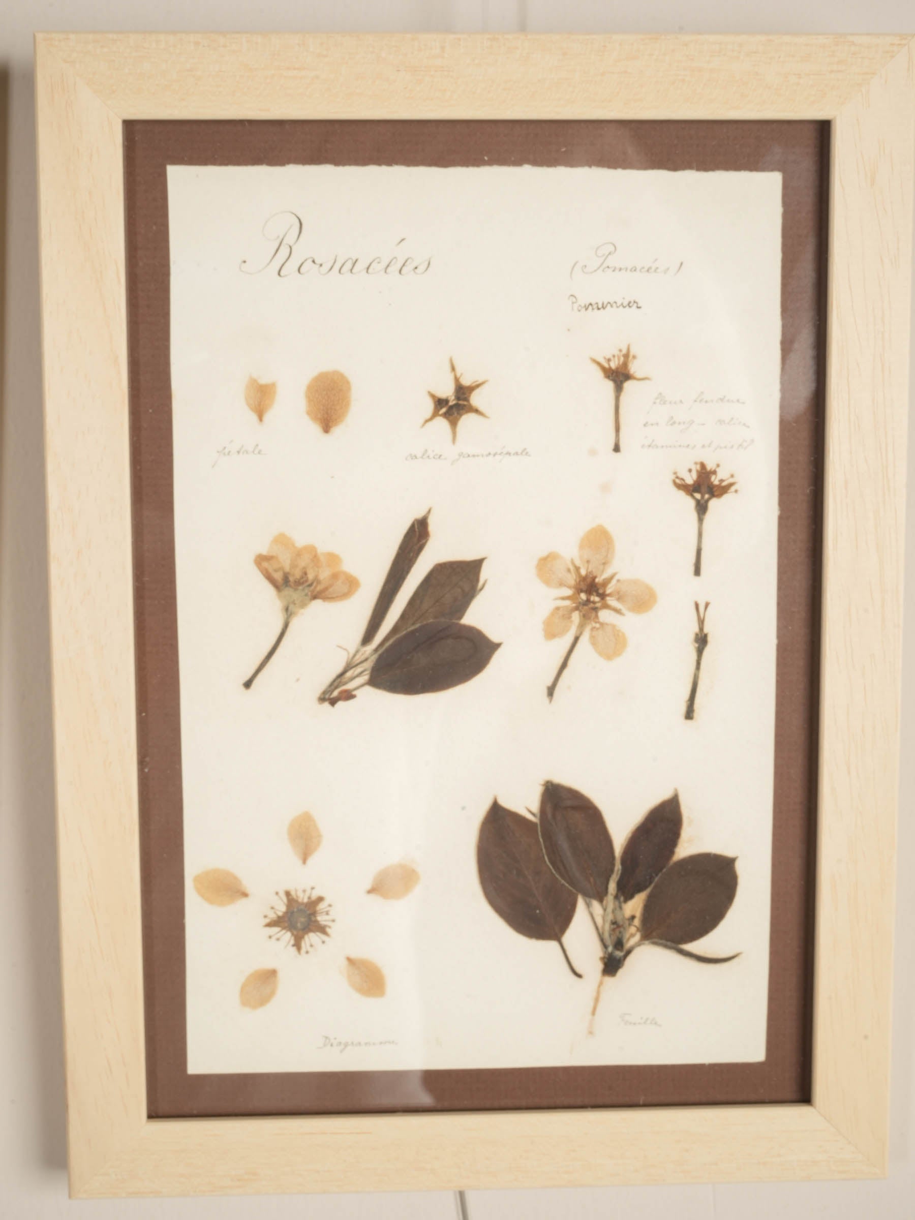 Set of Eight Framed  Botanical Herbarium Studies Inspired by Antique French Herbiers - 11" x 8"