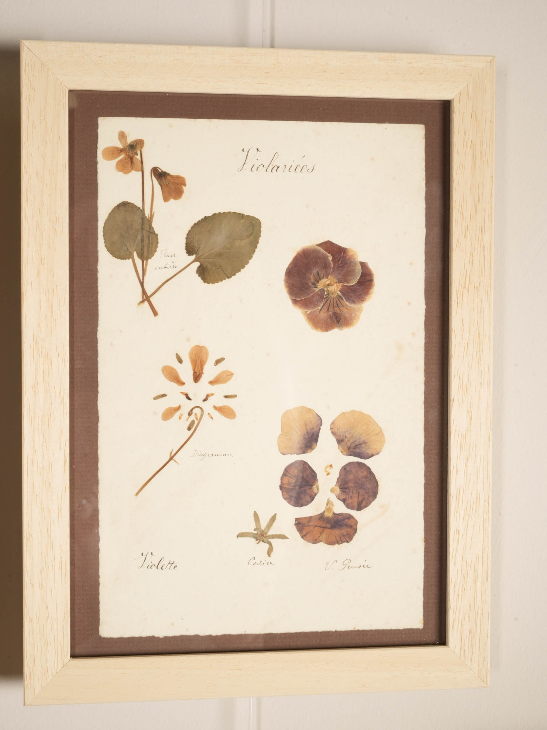 Set of Eight Framed  Botanical Herbarium Studies Inspired by Antique French Herbiers - 11" x 8"