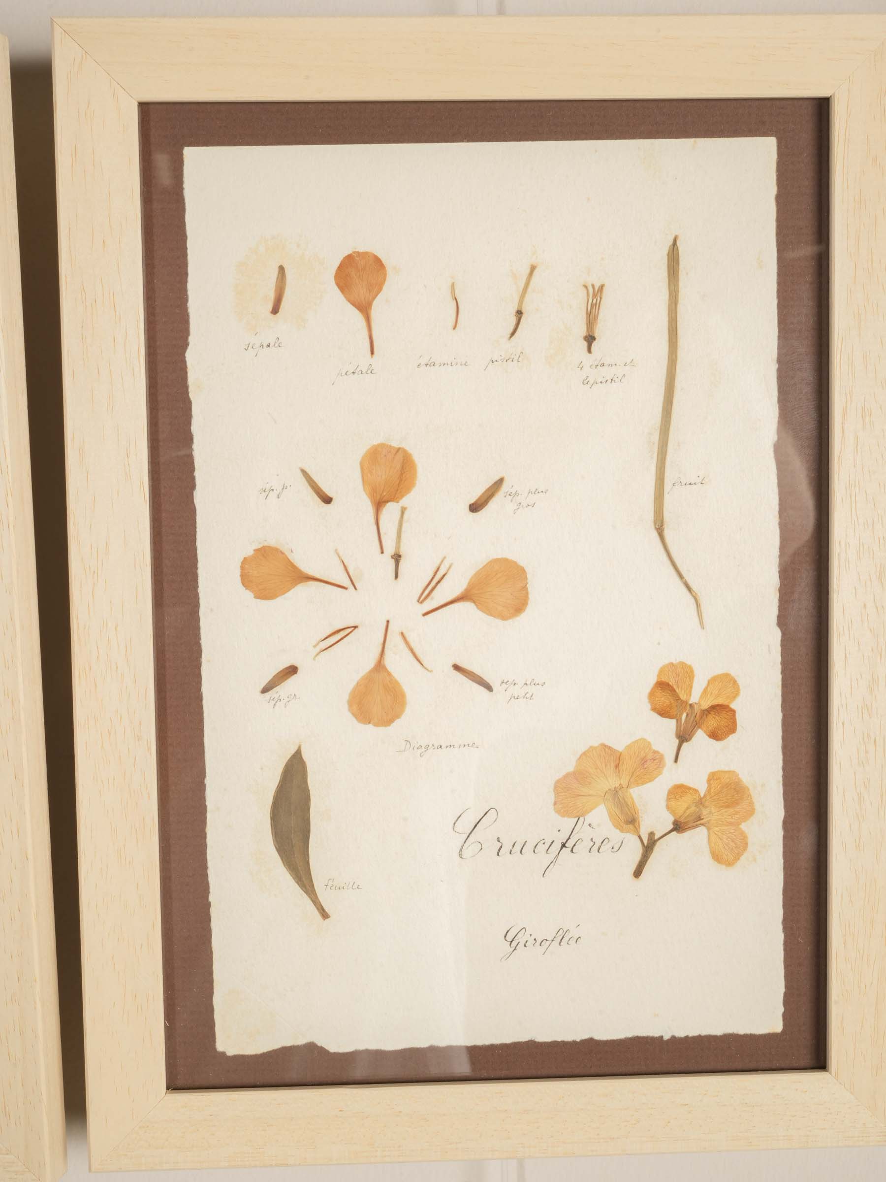 Set of Eight Framed  Botanical Herbarium Studies Inspired by Antique French Herbiers - 11" x 8"