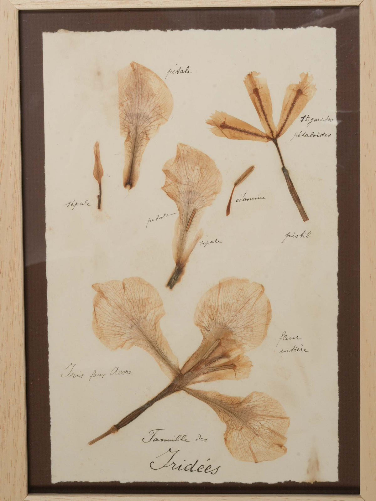 Handcrafted antique-style botanical display  