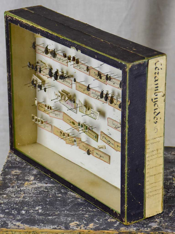French vintage framed curiosities with insects
