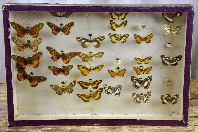 Antique French framed butterflies
