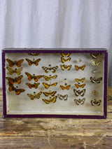 Antique French framed butterfies