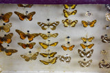 Antique French framed butterflies
