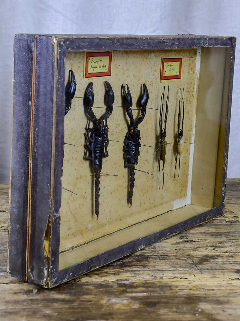 Historical framed scorpion curiosity display