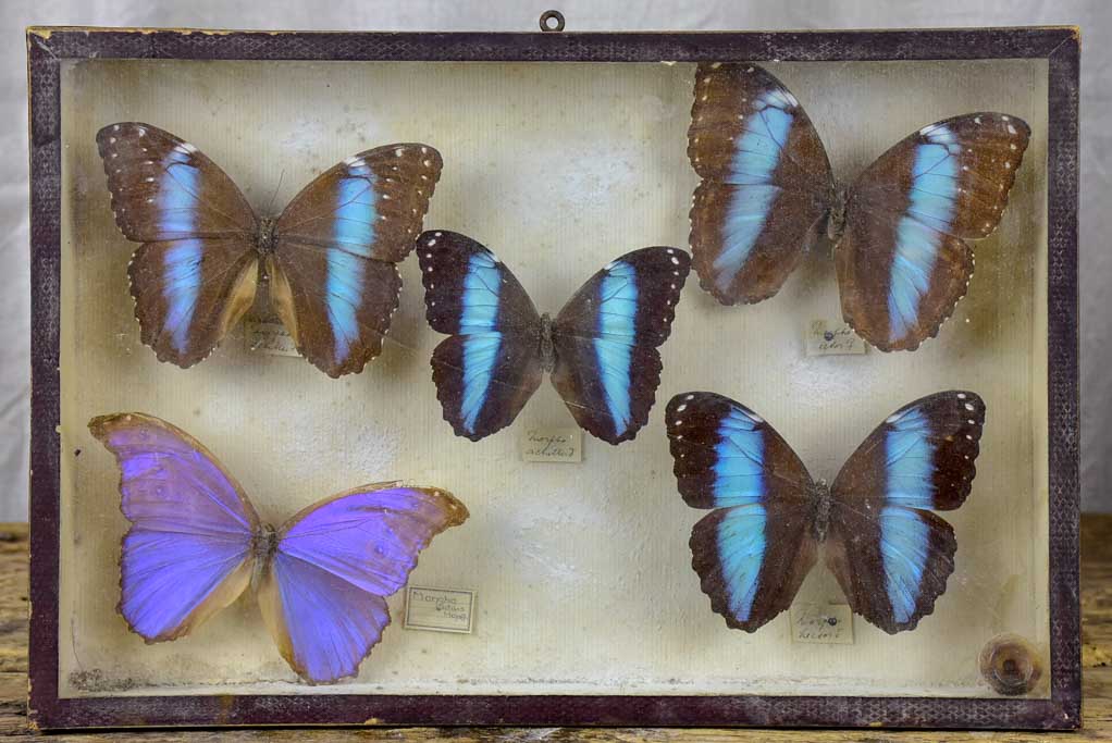 19th Century Butterflies in a display case