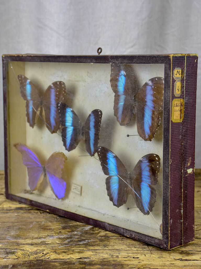 19th Century Butterflies in a display case