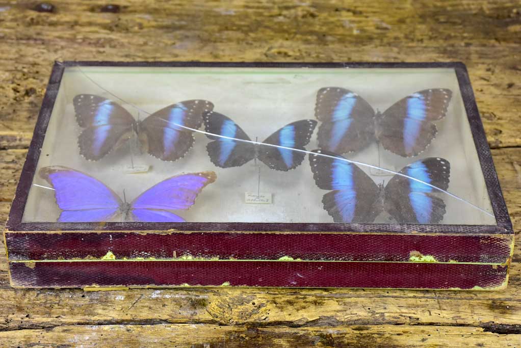 19th Century Butterflies in a display case