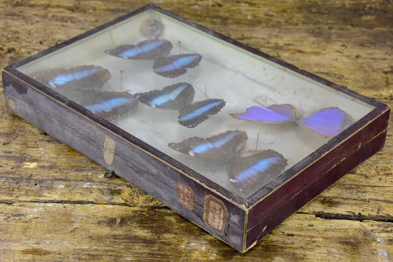 19th Century Butterflies in a display case