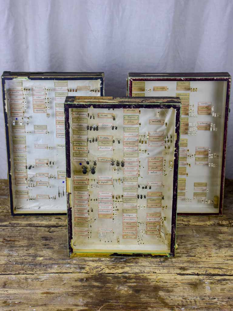 Antique Handwritten Preserved Entomology Insects