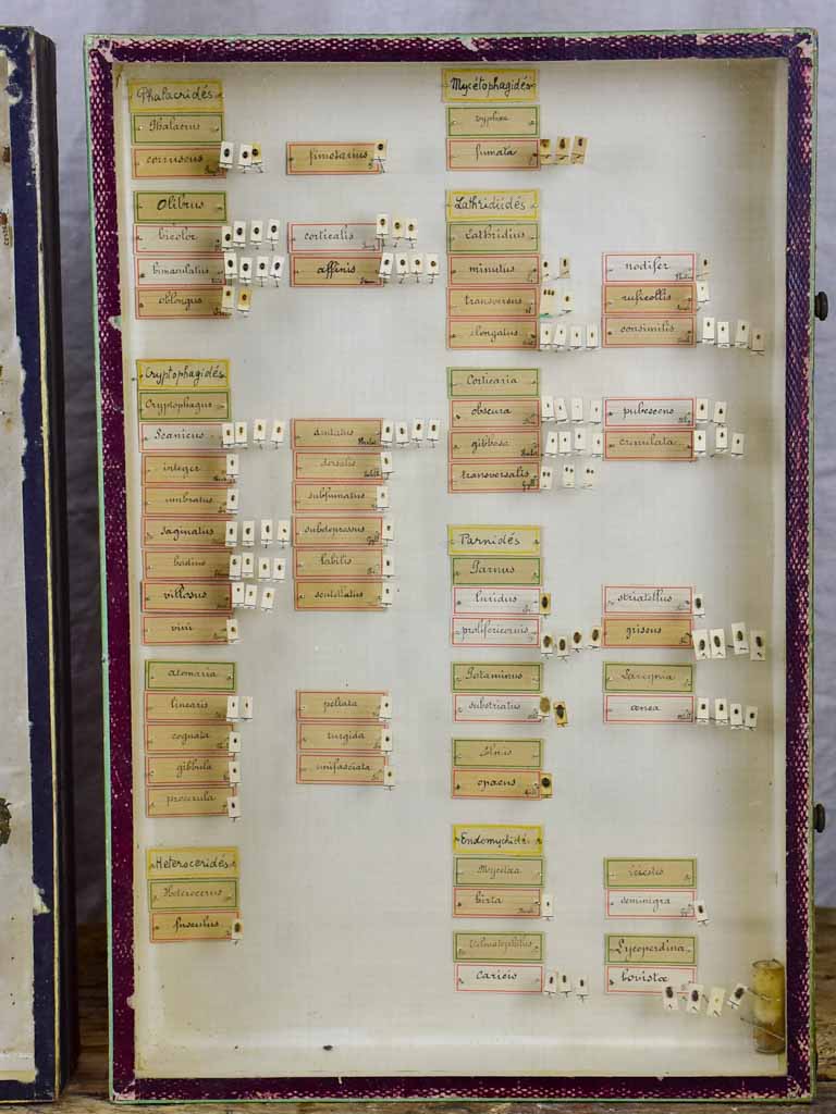 Antique Identified Insects Collection Display