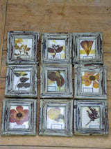 Collection of 9 small framed pressed flowers