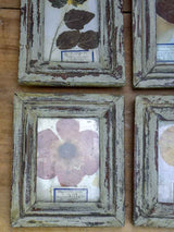 Collection of 9 small framed pressed flowers