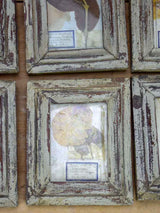 Collection of 9 small framed pressed flowers