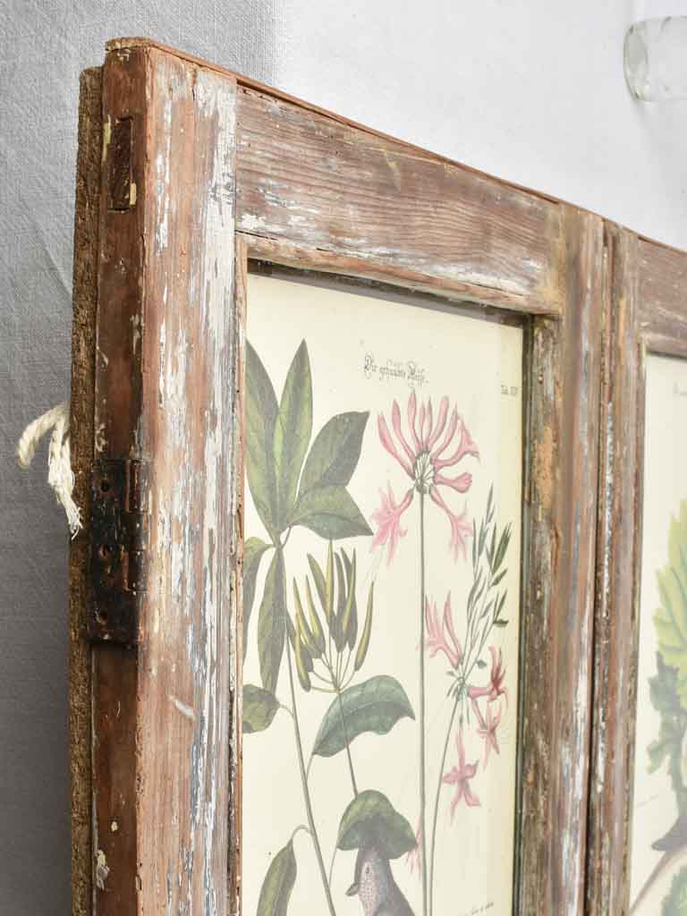 Vintage botanic art in salvaged window frame 42¼" x 35"